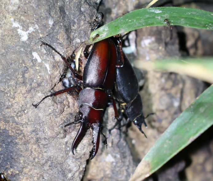 ノコギリクワガタのペア（雄は小歯型）_No.9のクヌギ_クワガタ達のオアシス_2023年8月21日19時15分 気温28.3度